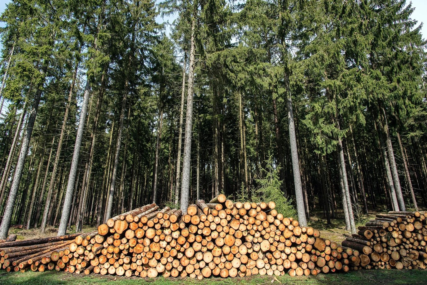 A pile of wood in the middle of a forest.